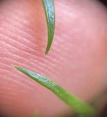 Sagina japonica