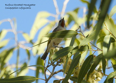 Conopophila rufogularis
