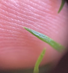 Sagina japonica