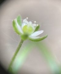 Sagina japonica