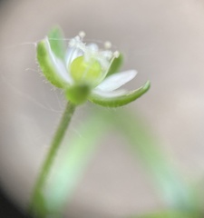 Sagina japonica