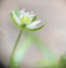 Sagina japonica