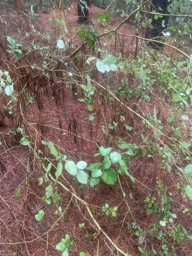 Azara dentata (Azara dentata)