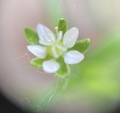 Sagina japonica