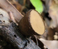Trichaleurina tenuispora