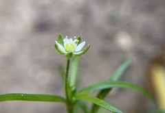 Sagina japonica