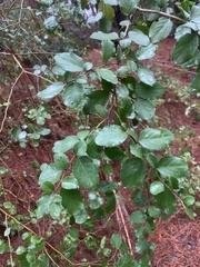 Azara dentata