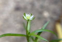Sagina japonica