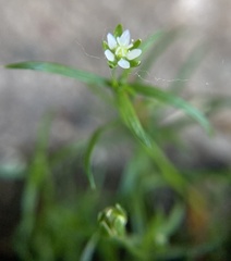 Sagina japonica