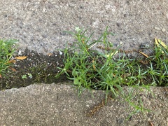 Sagina japonica
