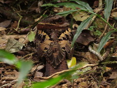 Collared Nightjar photo 2