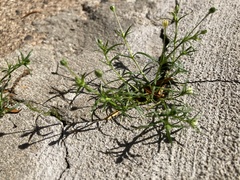 Sagina japonica