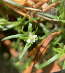 Sagina japonica