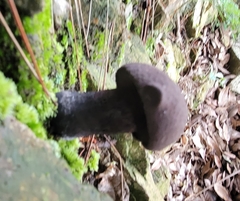 Anthracoporus holophaeus