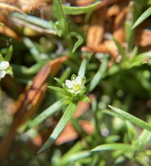 Sagina japonica