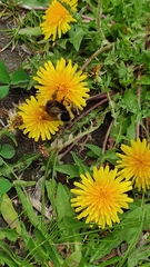 Bombus