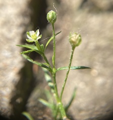 Sagina japonica
