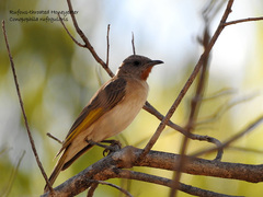 Conopophila rufogularis