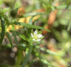Sagina japonica