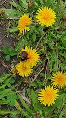 Bombus