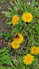Bombus
