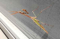 Empusa