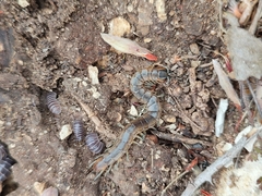 Scolopendra cingulata