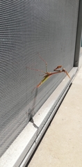 Empusa