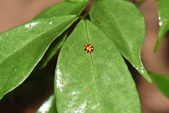 Ceratogergithus pseudotessellatus