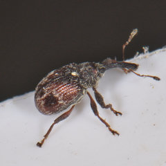 Anthonomus signatus