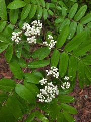 Sorbus aucuparia