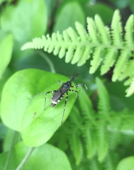 Sphedanolestes impressicollis