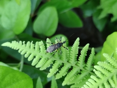 Sphedanolestes impressicollis