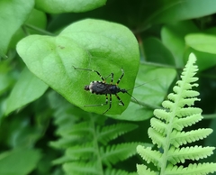 Sphedanolestes impressicollis
