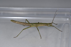 Neohirasea japonica