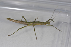 Neohirasea japonica