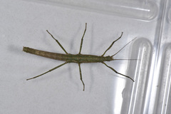 Neohirasea japonica