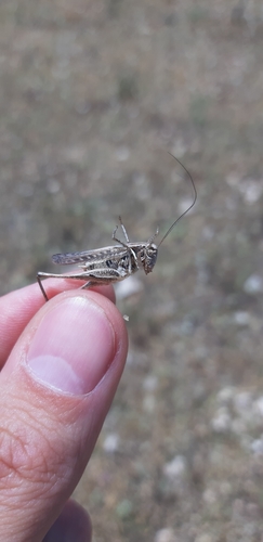 Italian Steppe Bush-cricket