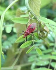 Cutocoris russatus