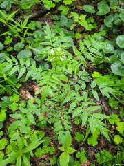 Cardamine impatiens