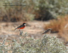 Epthianura tricolor