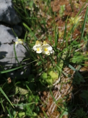 Pinguicula alpina
