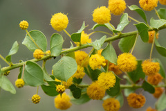 Acacia sertiformis