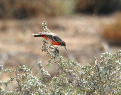 Epthianura tricolor
