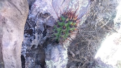 Corryocactus brevistylus
