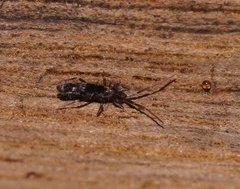 Paronellidae