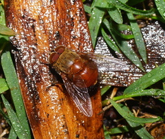 Calliphora ochracea