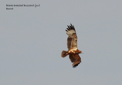 Hamirostra melanosternon