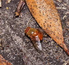 Calliphora ochracea