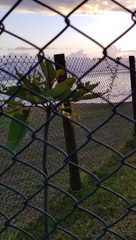 Polyscias maraisiana